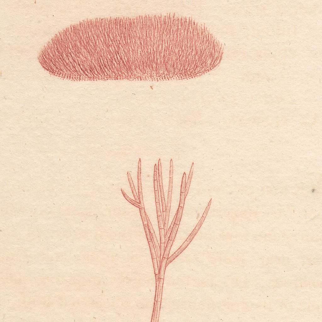 James Sowerby English Botany