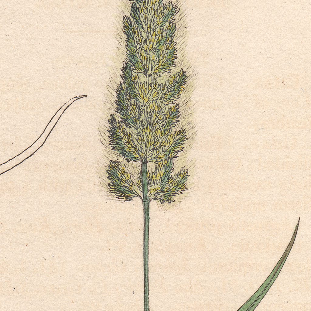 James Sowerby English Botany