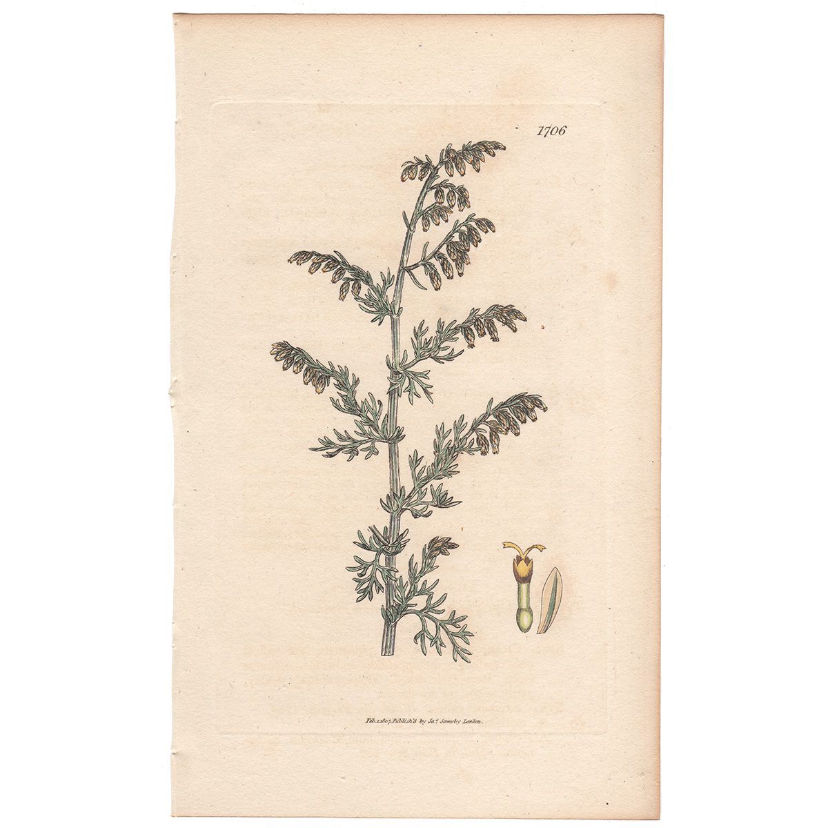 Sowerby Botany Plate 1706 Drooping-flowered Sea Wormwood