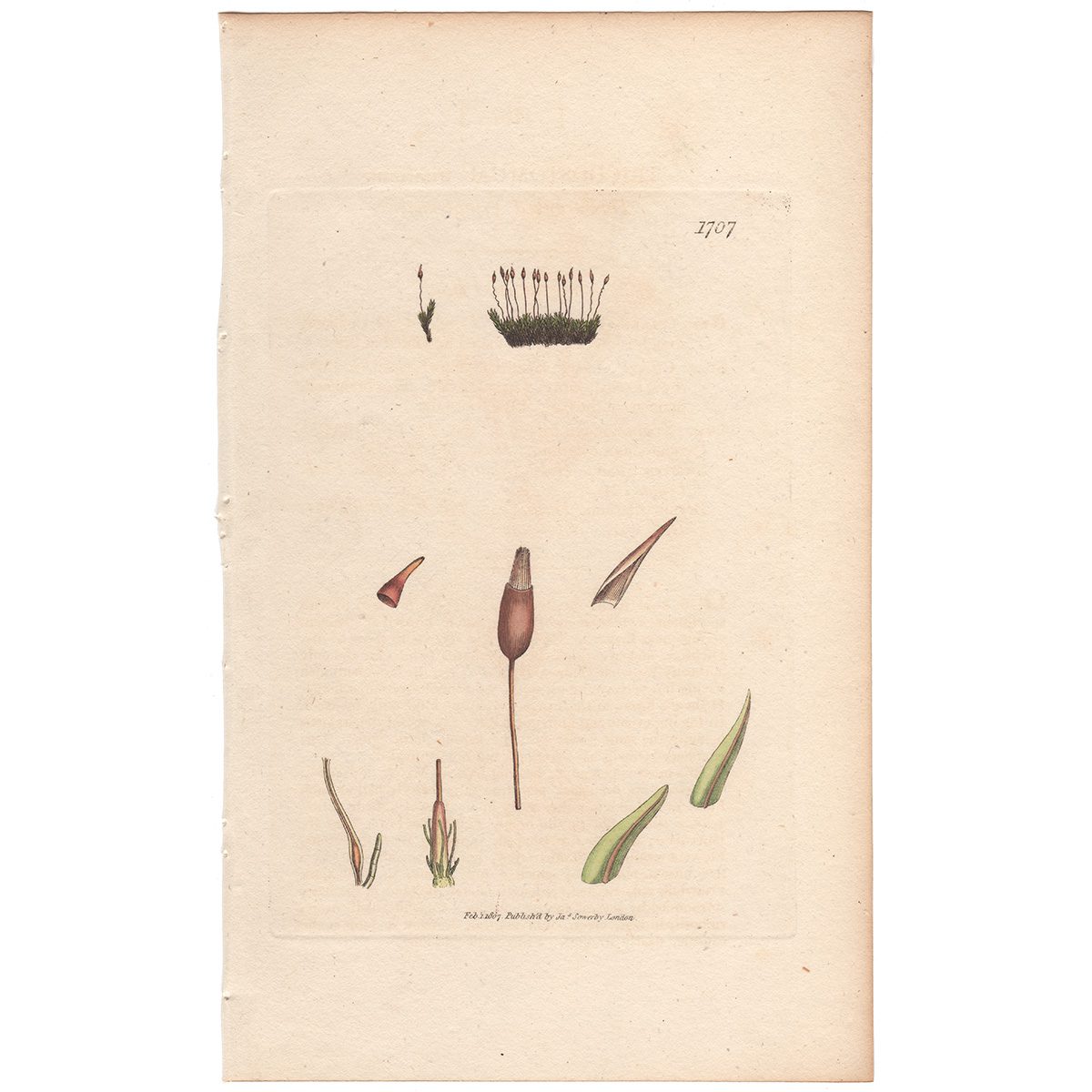 Sowerby Botany Plate 1707 Three-ranked Fringe-moss