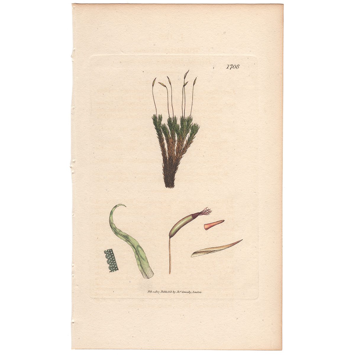 Sowerby Botany Plate 1708 Frizzled Mountain Screw-moss