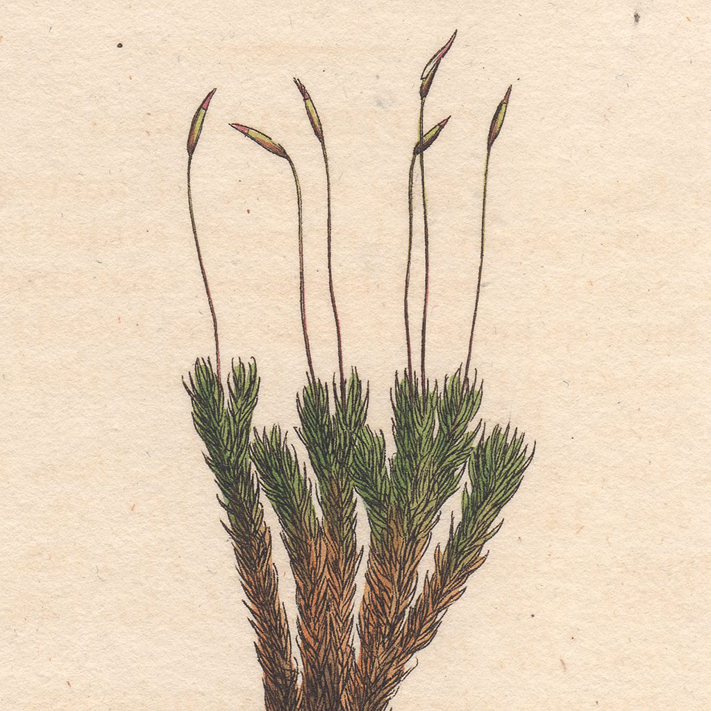 James Sowerby English Botany