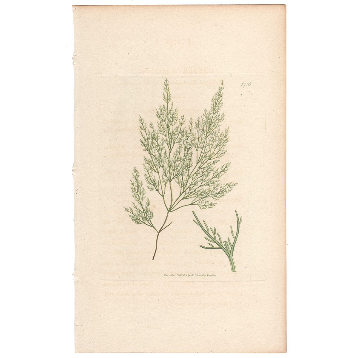 Sowerby Botany Plate 1716 Pellucid Three-branched Conferva