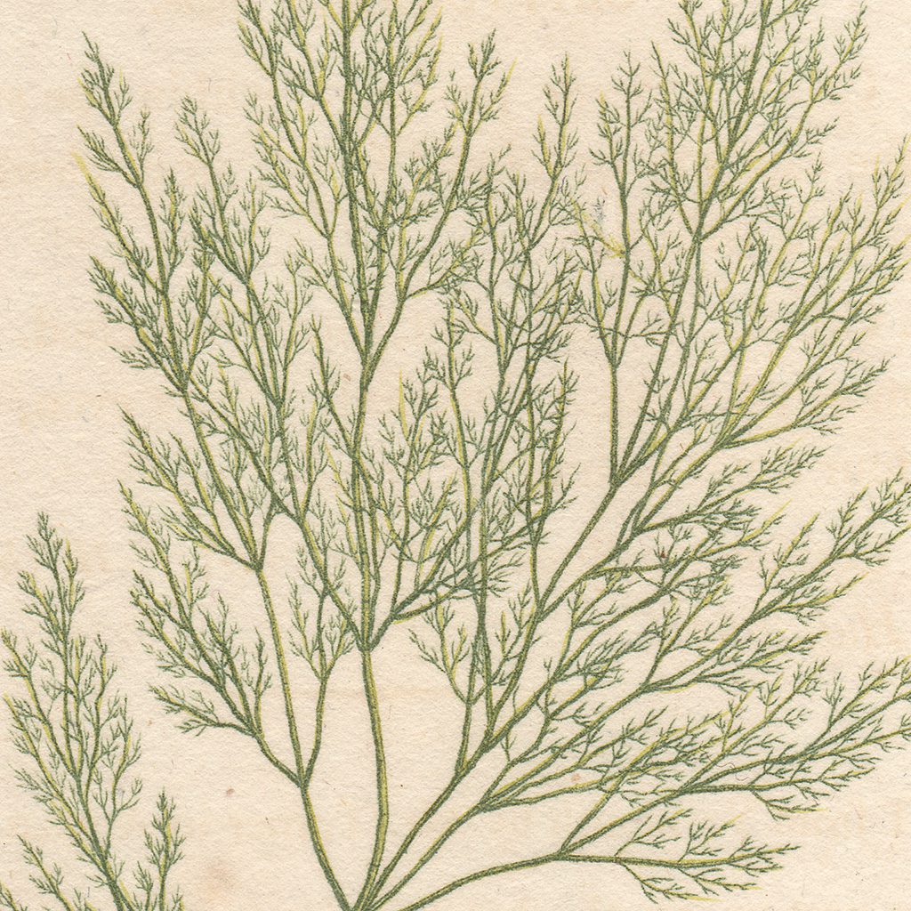 James Sowerby English Botany