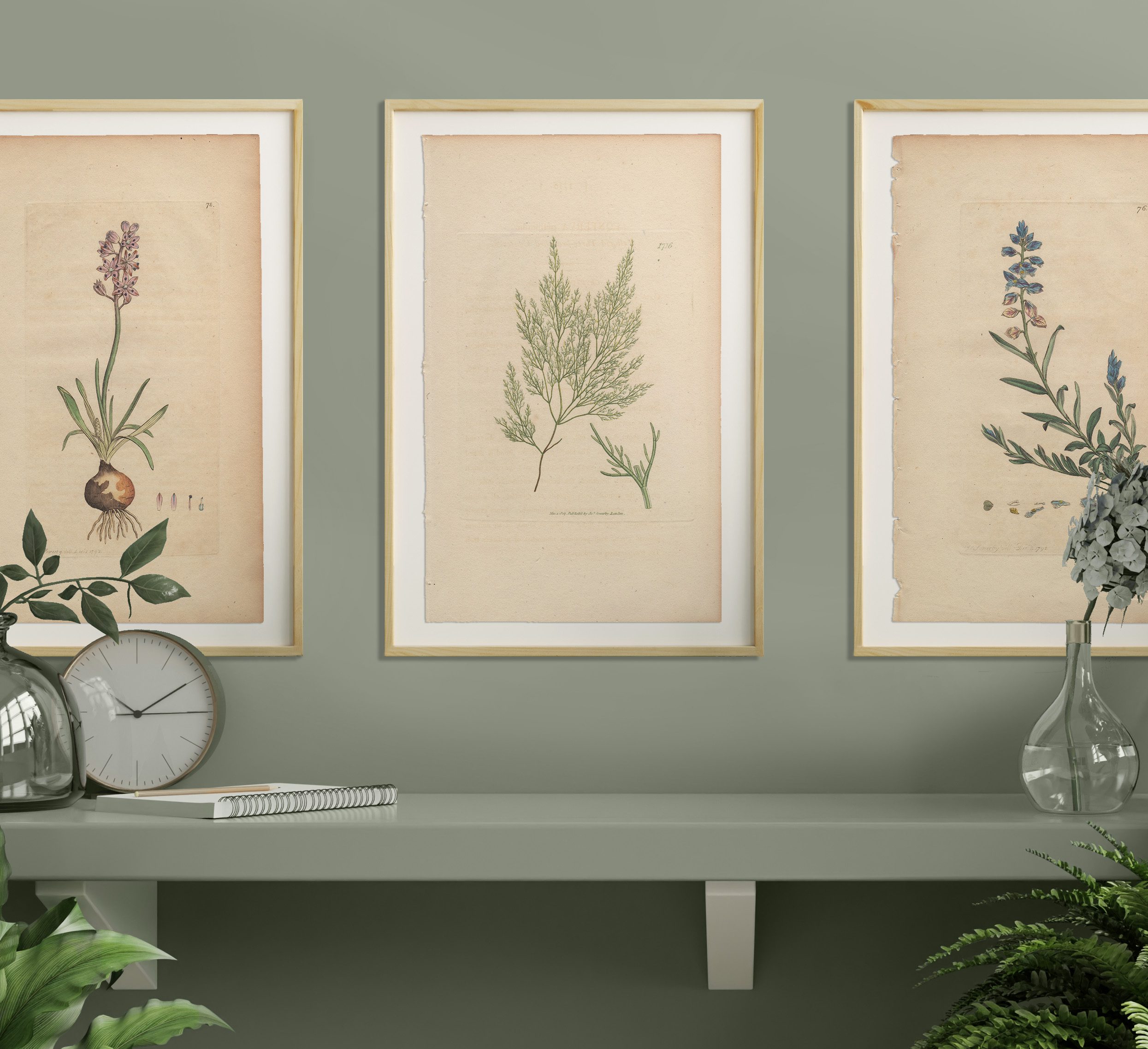 James Sowerby English Botany