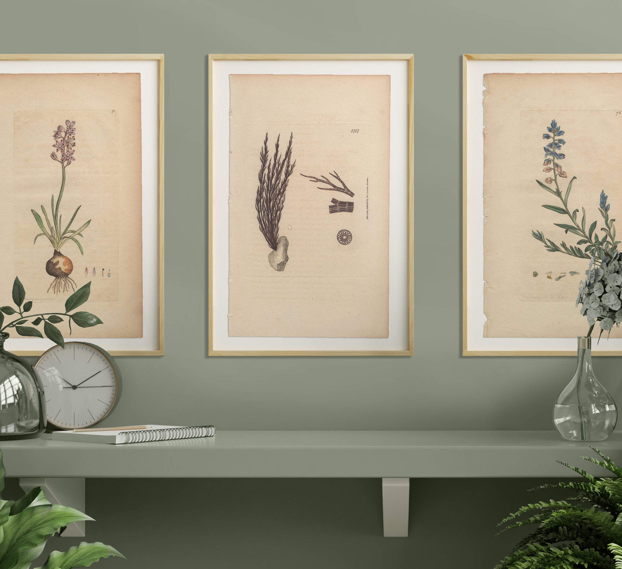 James Sowerby English Botany