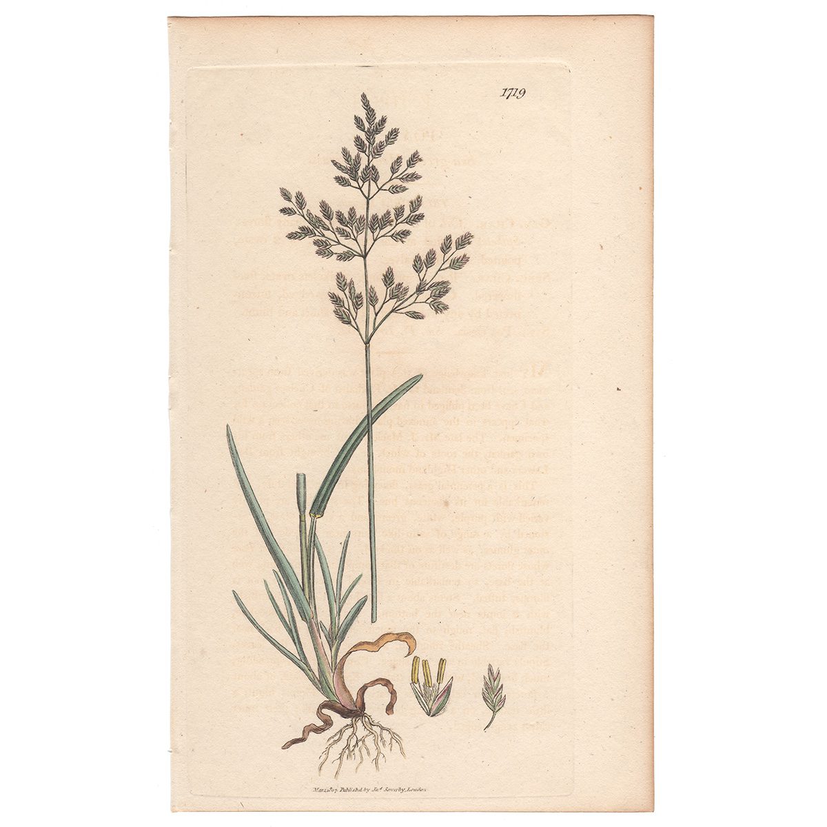 Sowerby Botany Plate 1719 Sea-green Meadow-grass