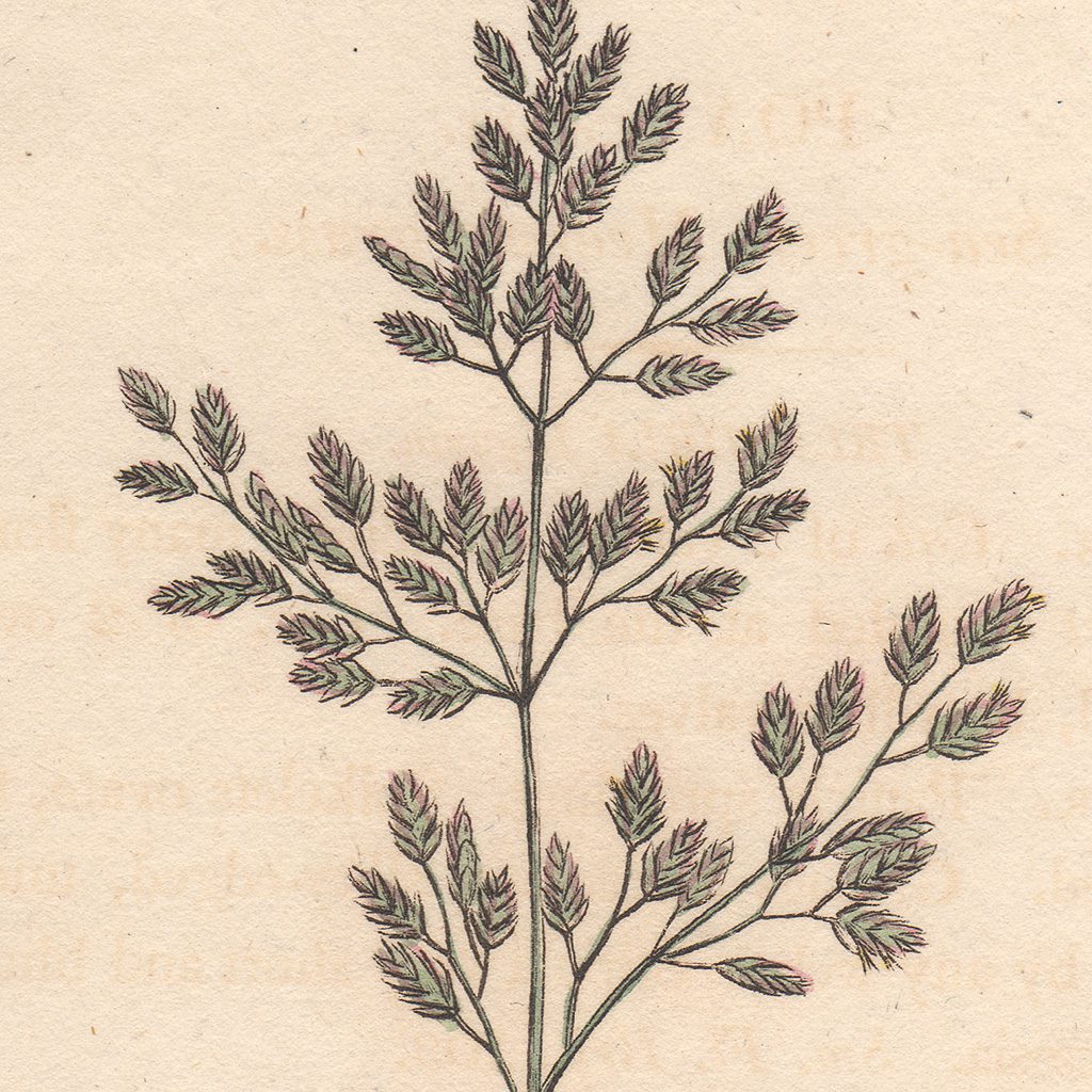 James Sowerby English Botany