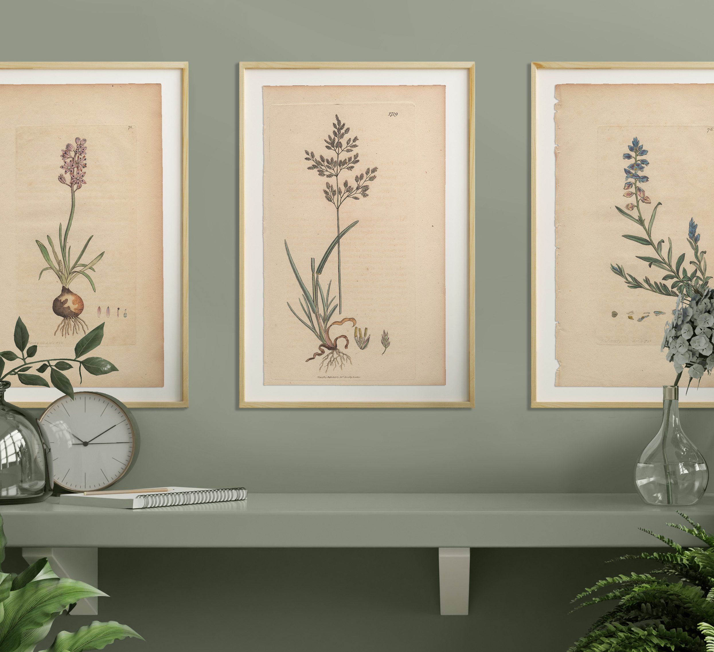 James Sowerby English Botany