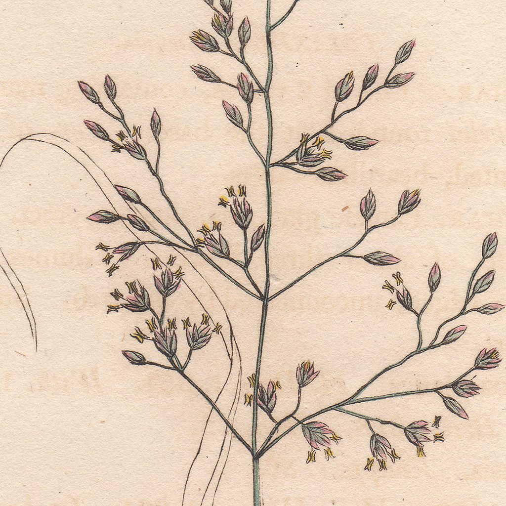 James Sowerby English Botany