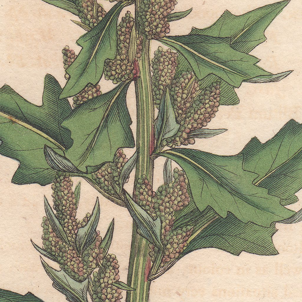 James Sowerby English Botany