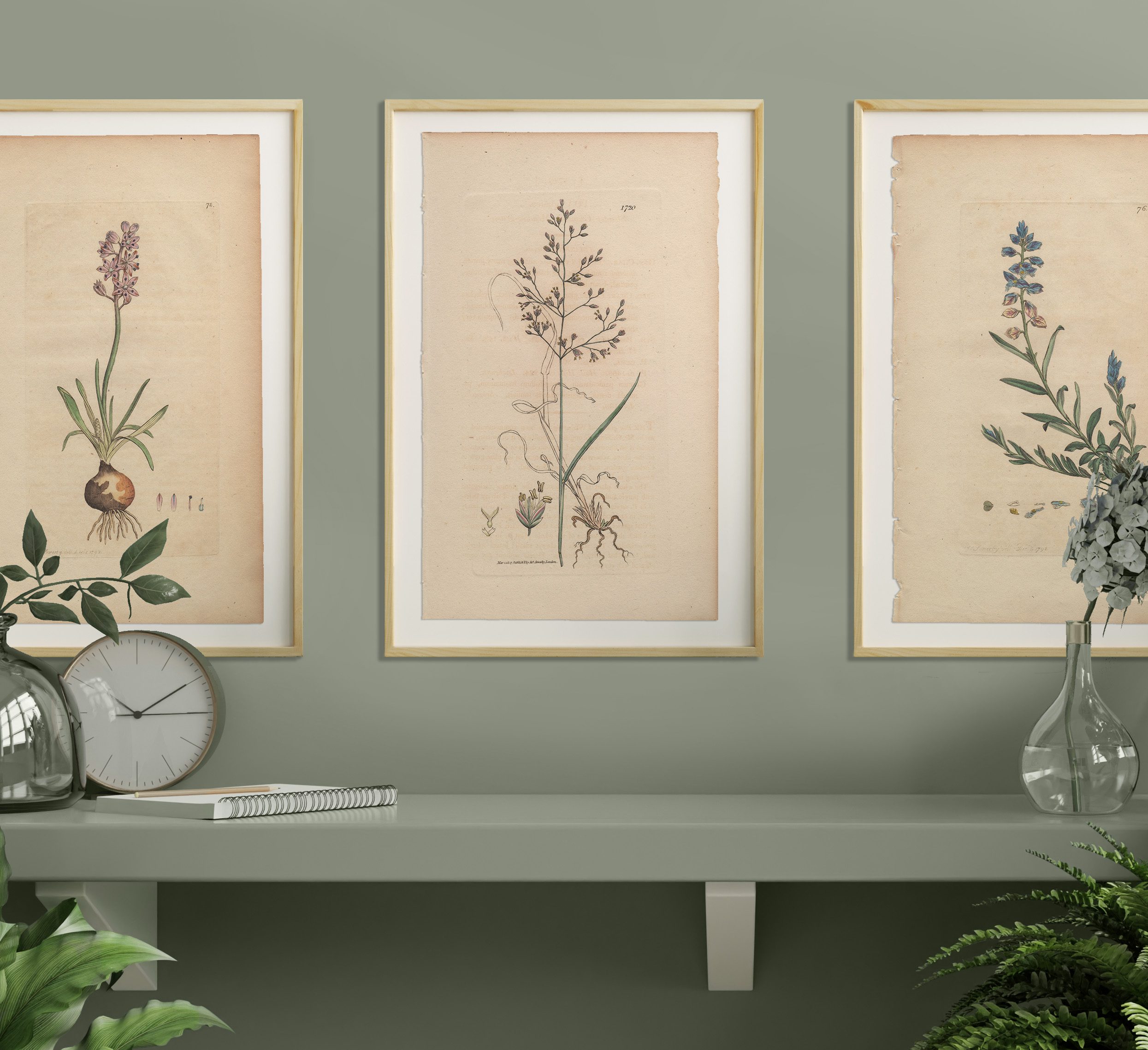 James Sowerby English Botany