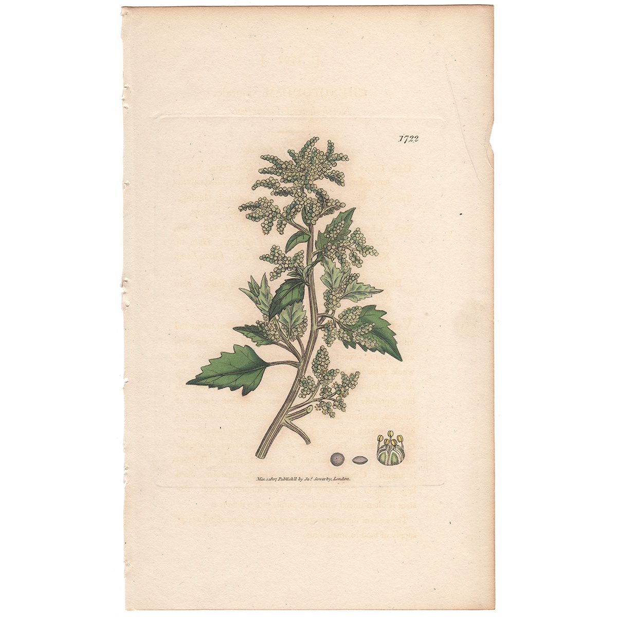 Sowerby Botany Plate 1722 Nettle-leaved Goosefoot