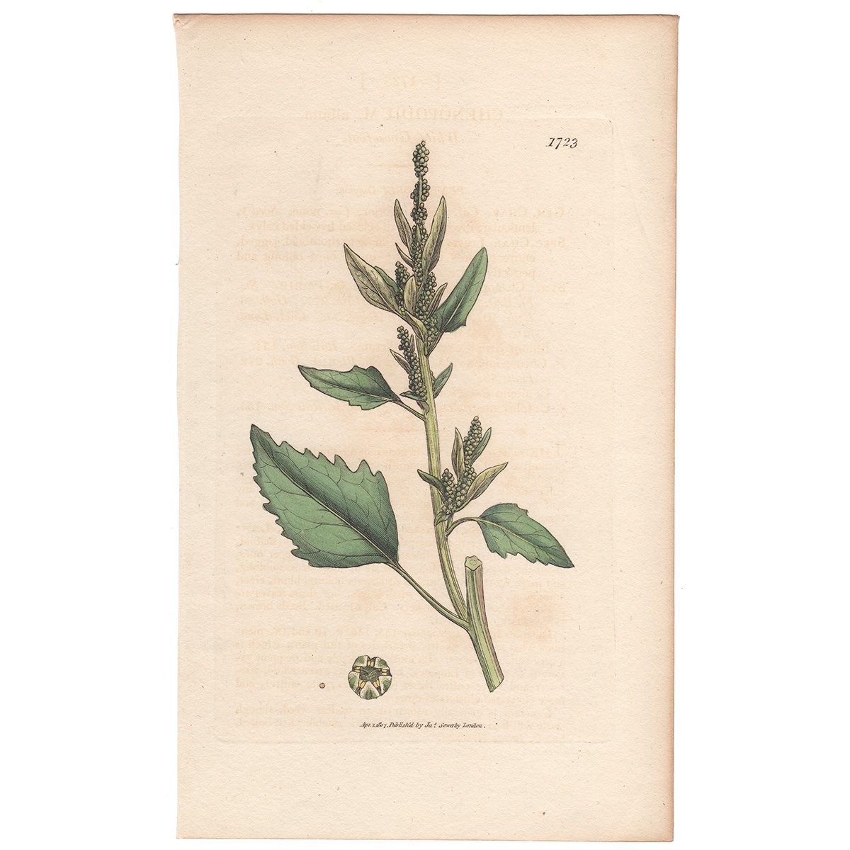 Sowerby Botany Plate 1723 White Goosefoot