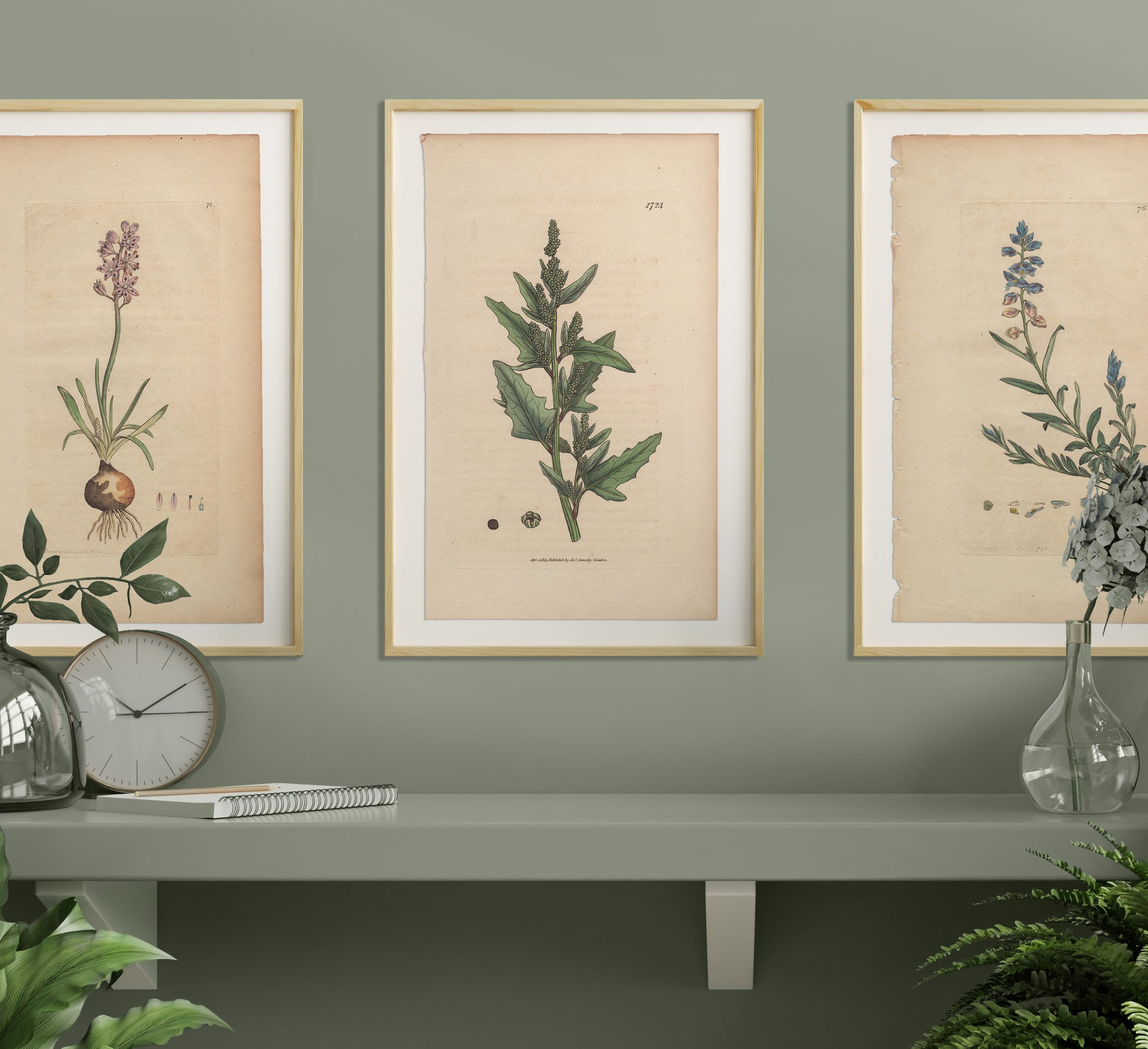 James Sowerby English Botany