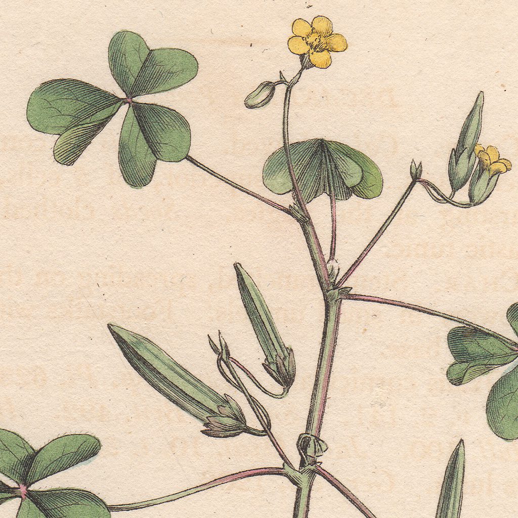 James Sowerby English Botany