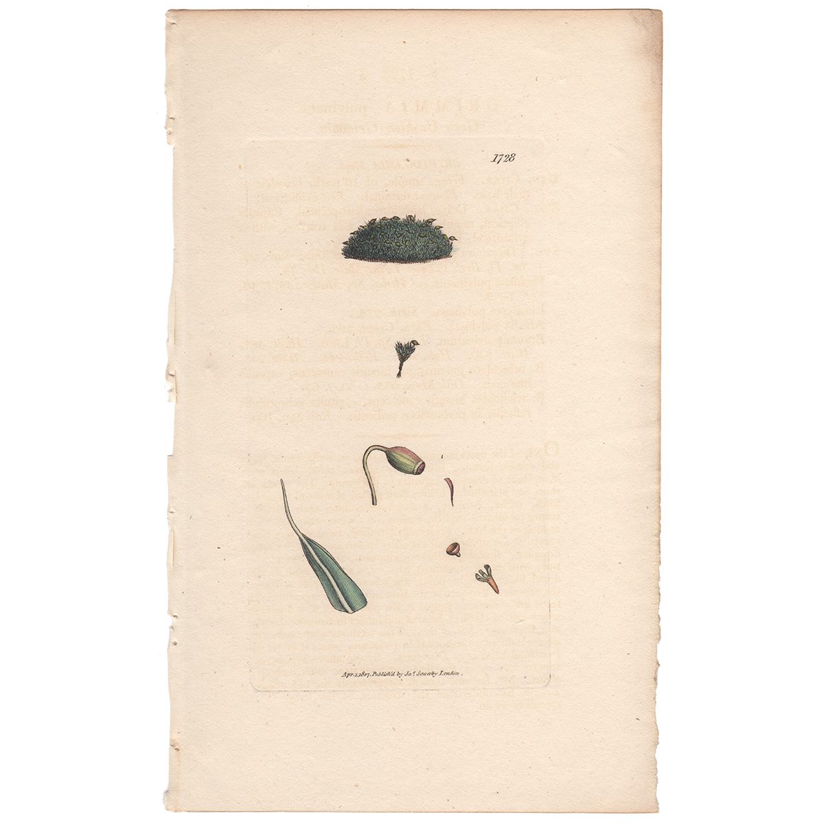 Sowerby Botany Plate 1728 Grey Cushion Grimmia