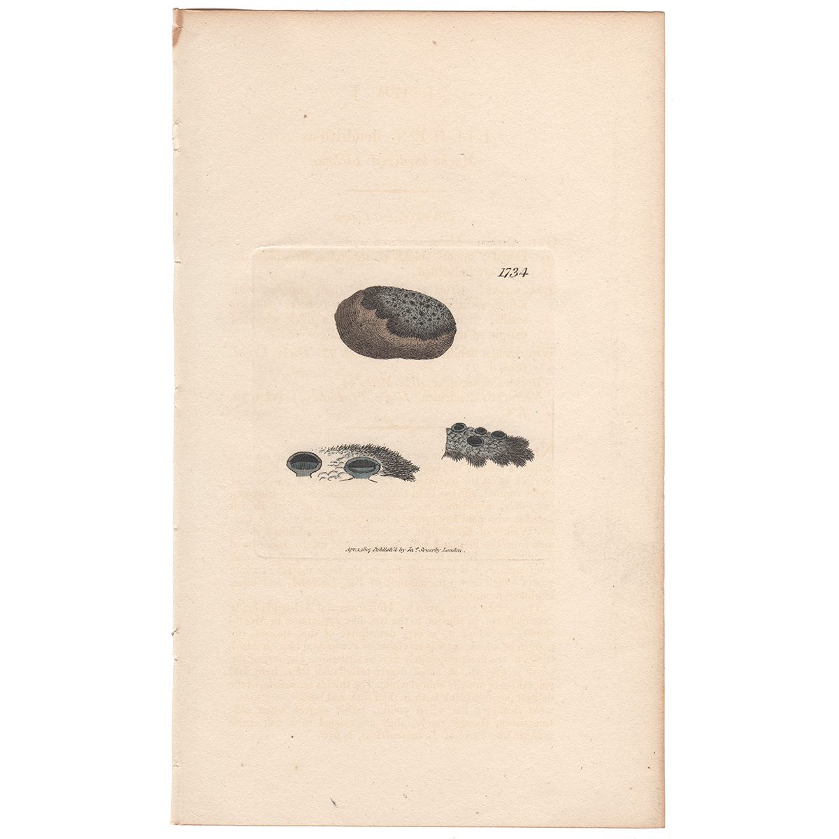 Sowerby Botany Plate 1734 Mocho-bordered Lichen