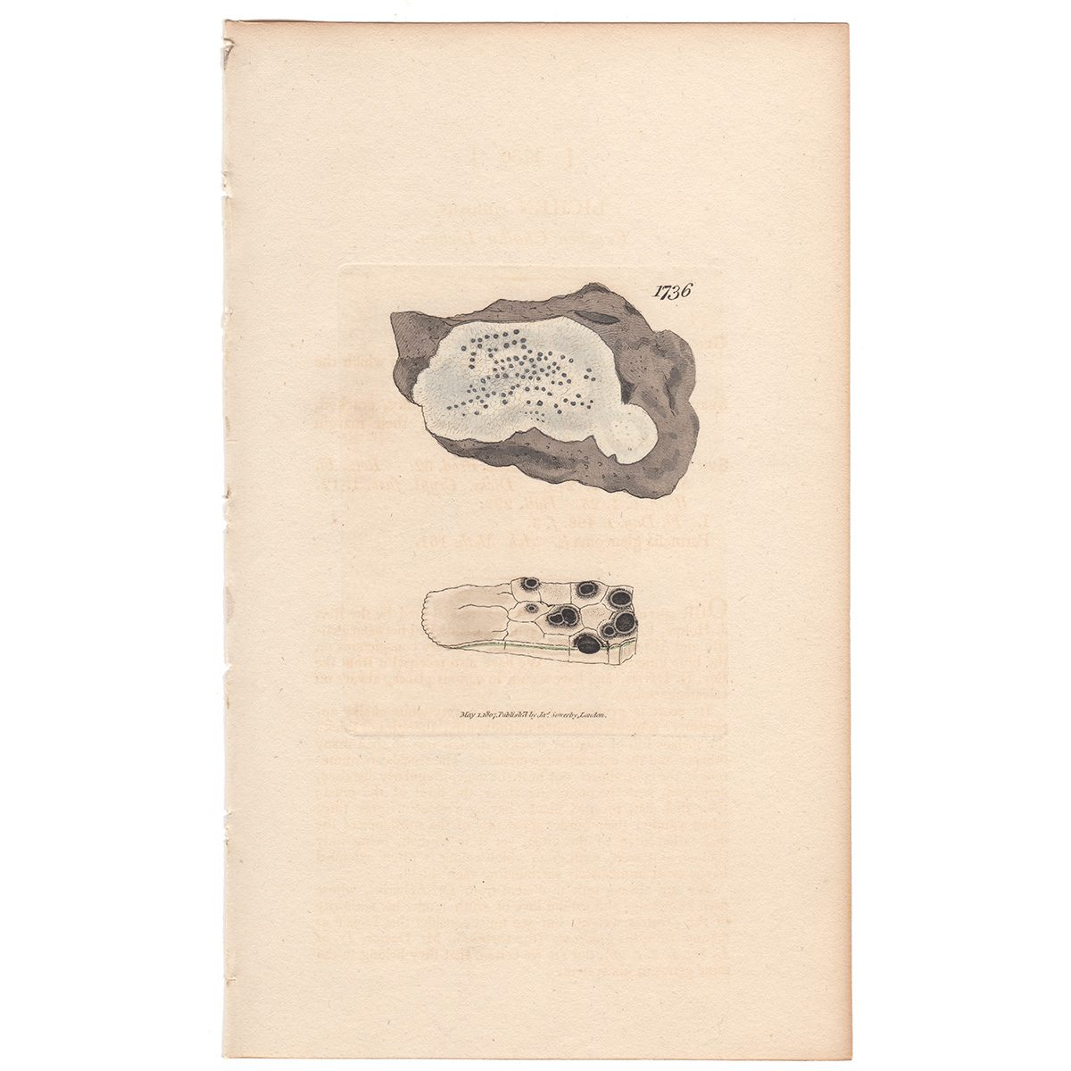 Sowerby Botany Plate 1736 Cracked Chalky Lichen