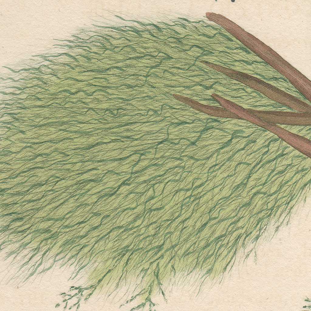 James Sowerby English Botany