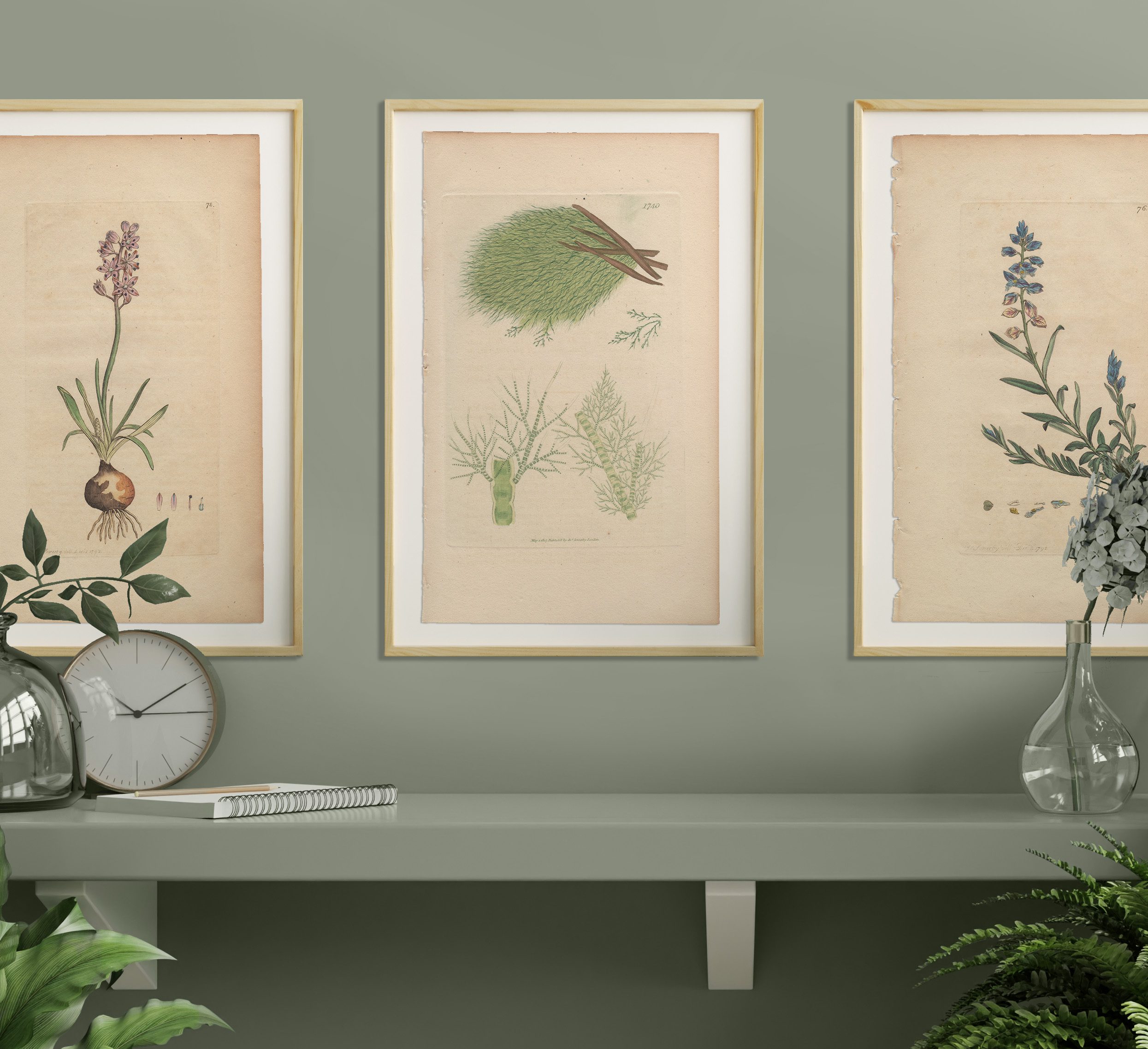 James Sowerby English Botany