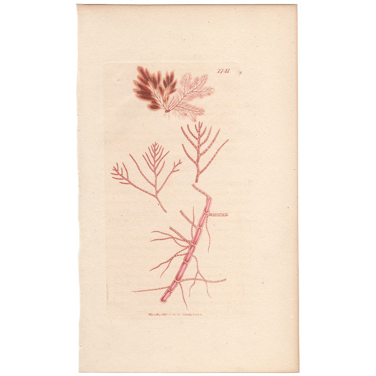 Sowerby Botany Plate 1741 Borrerian Conferva