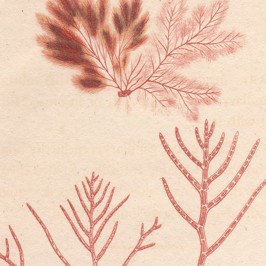 James Sowerby English Botany