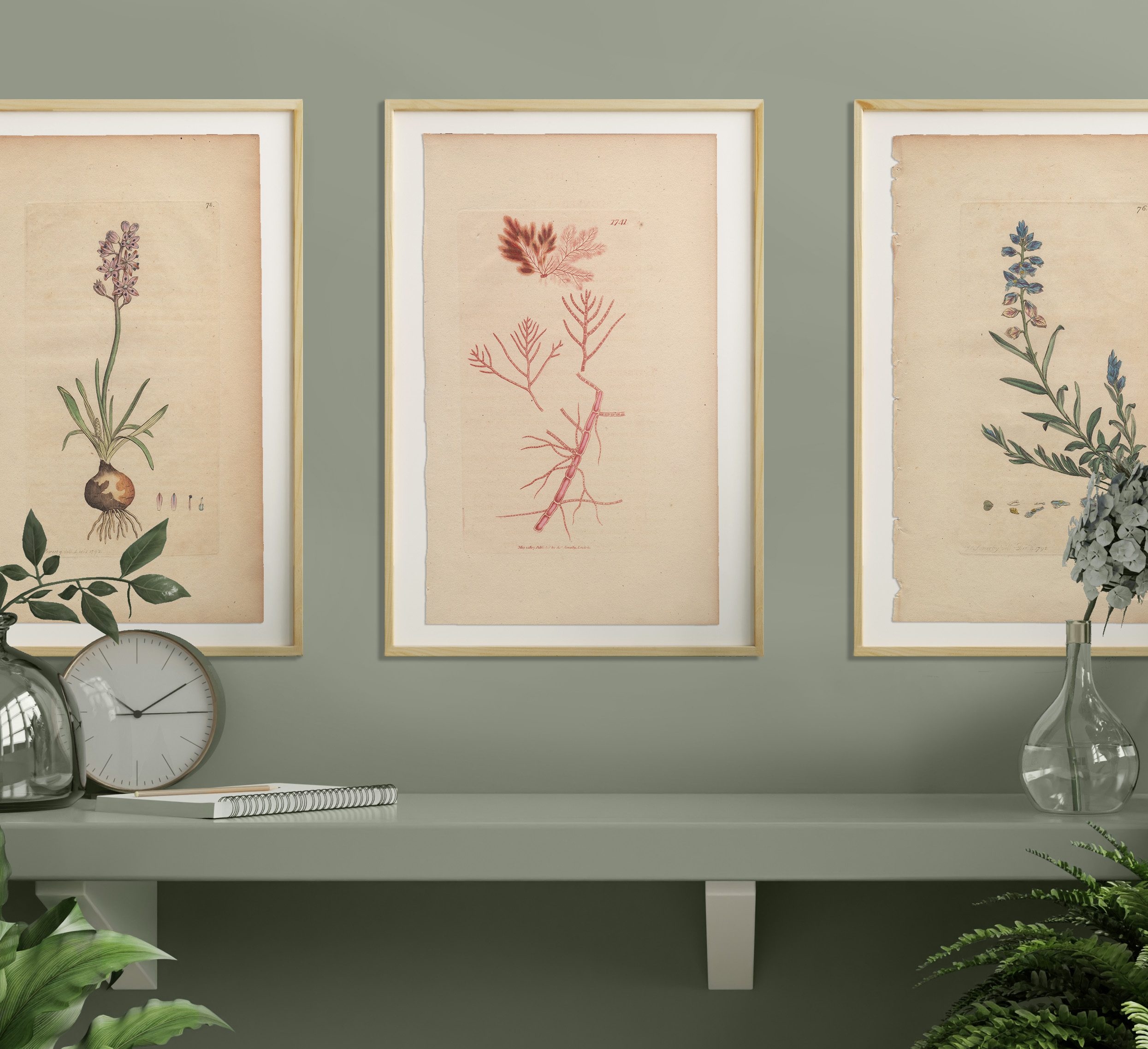 James Sowerby English Botany