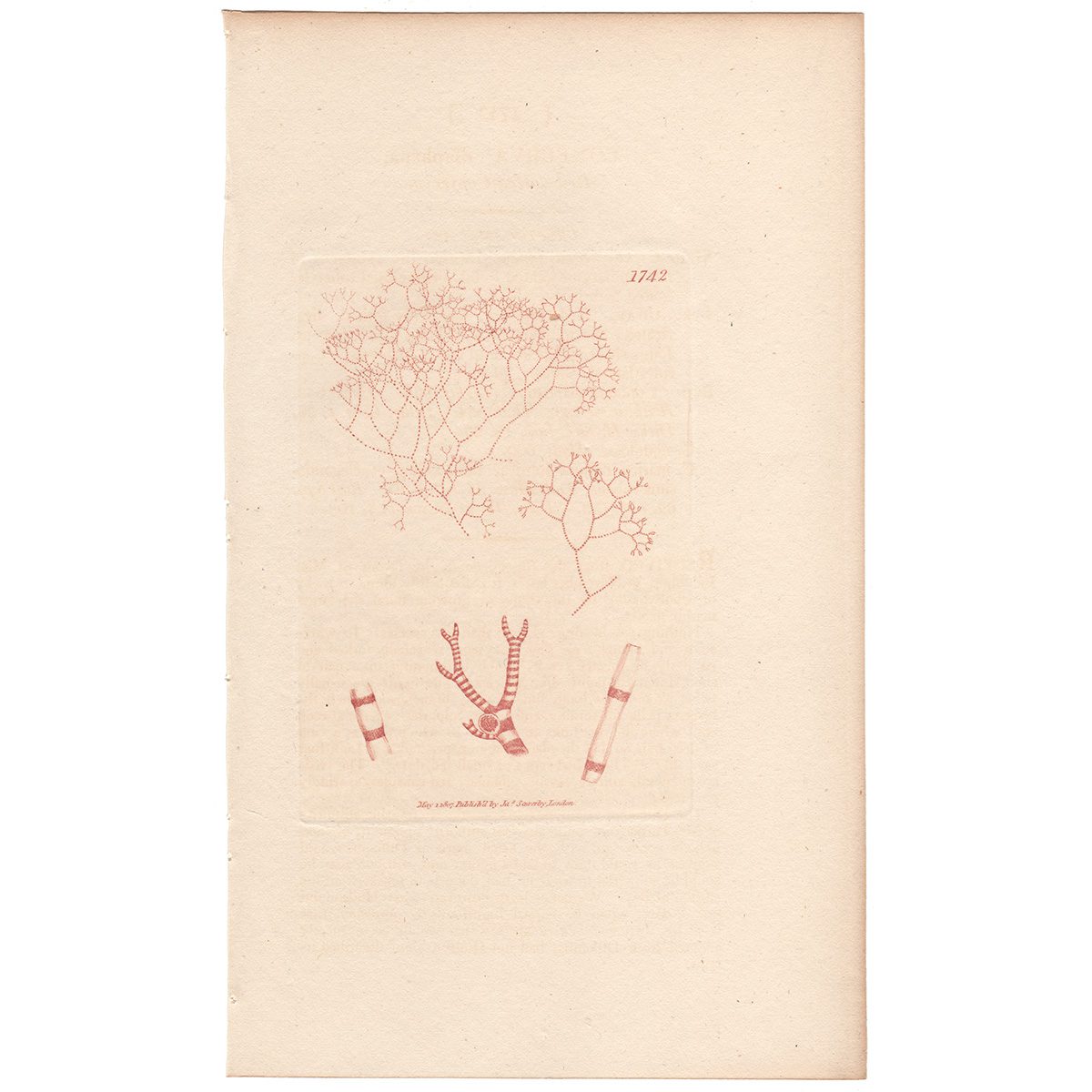 Sowerby Botany Plate 1742 Red-dotted Conferva