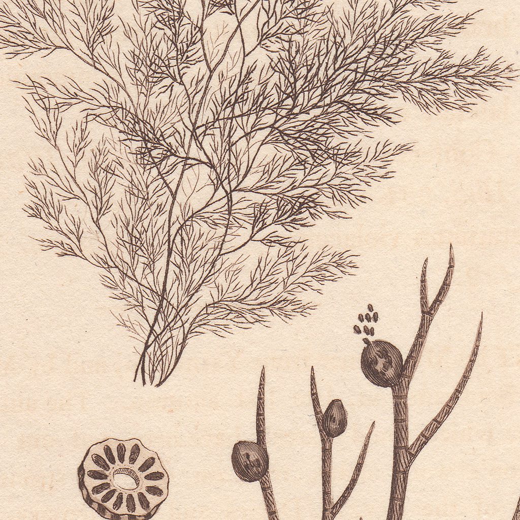 James Sowerby English Botany