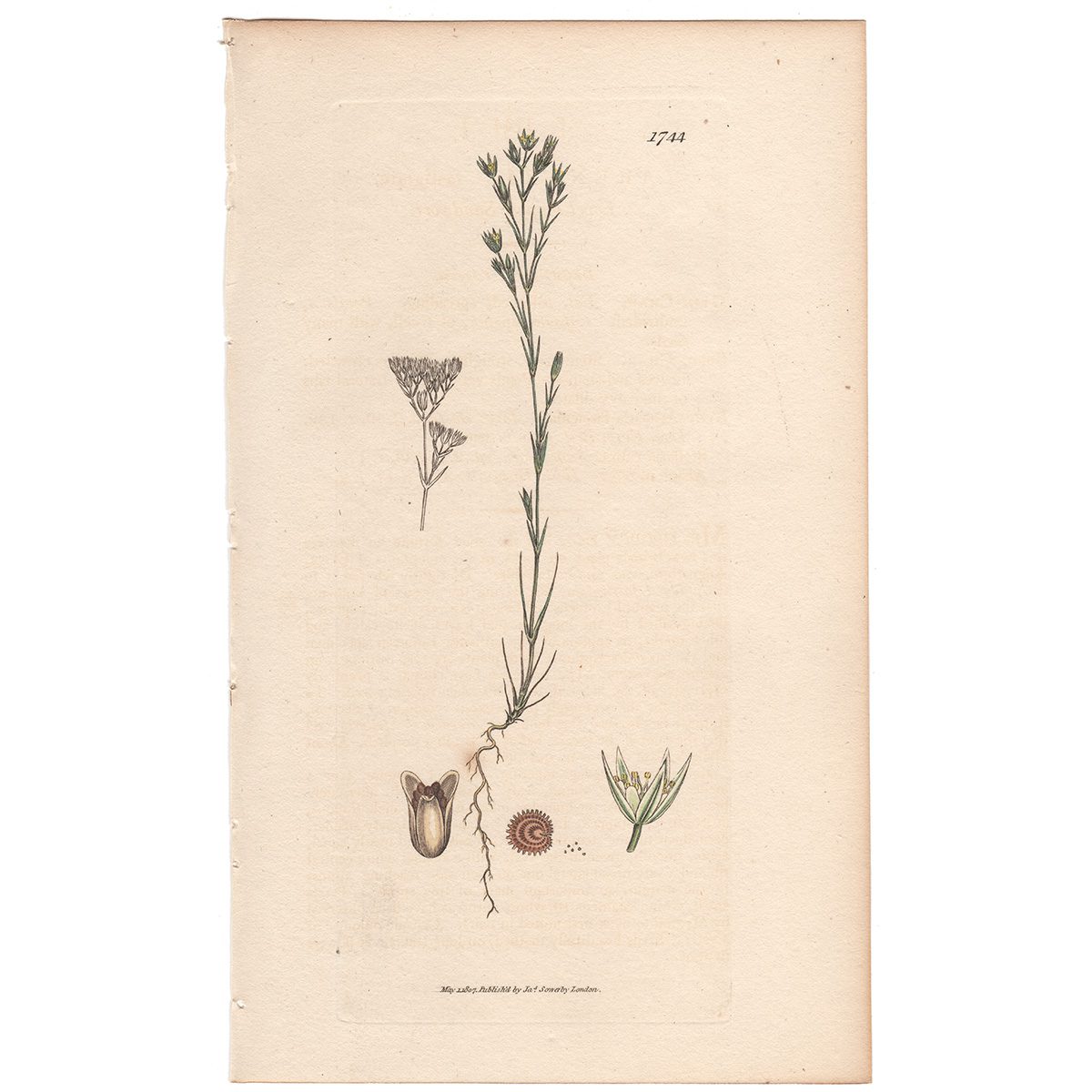 Sowerby Botany Plate 1744 Level-topped Sandwort