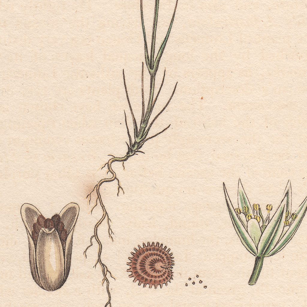 James Sowerby English Botany