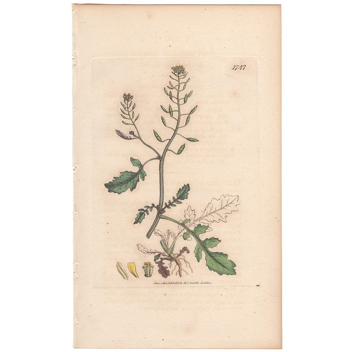 Sowerby Botany Plate 1747 Annual Water Rocket