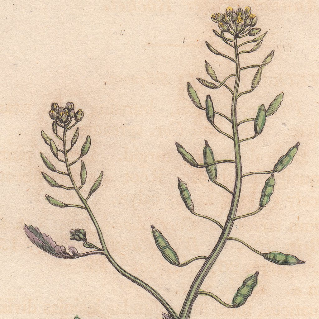 James Sowerby English Botany