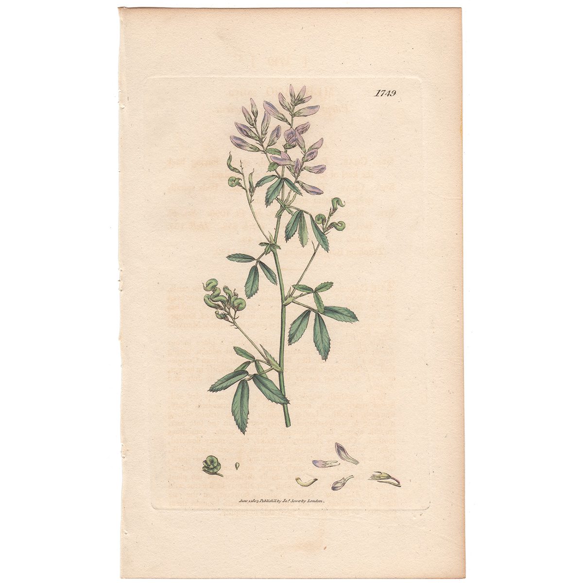 Sowerby Botany Plate 1749 Purple Medick, or Lucerne