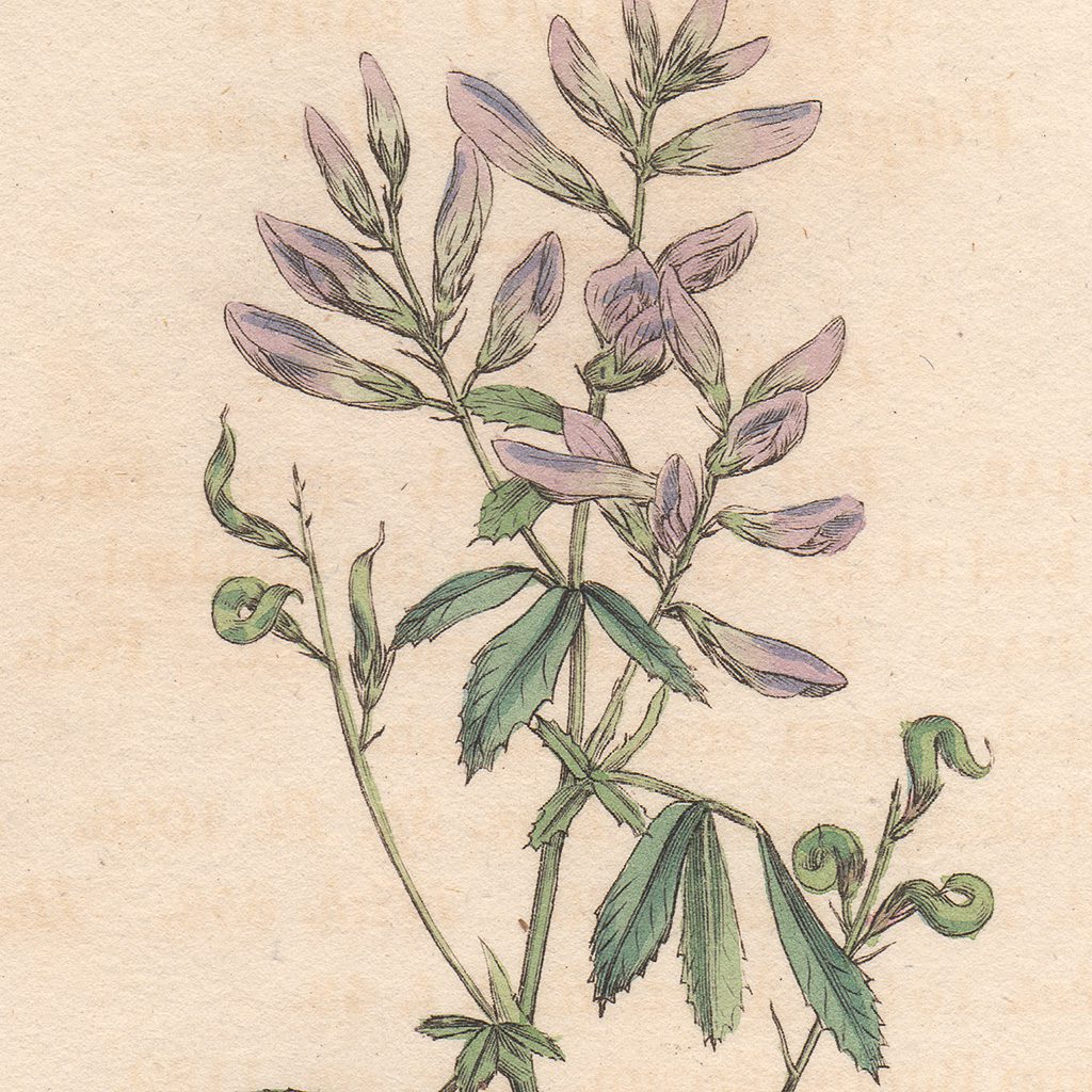 Sowerby Botany Plate 1749 Purple Medick, or Lucerne - Image 2