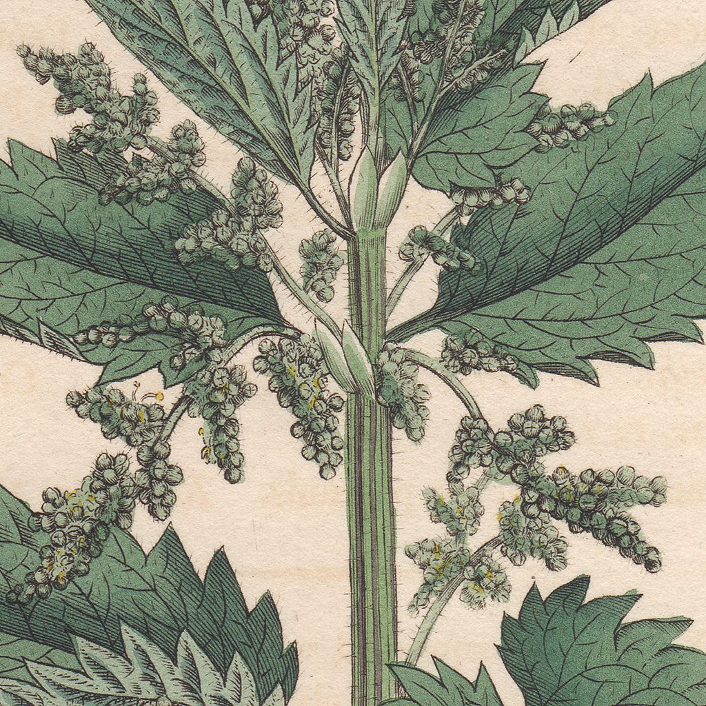 James Sowerby English Botany