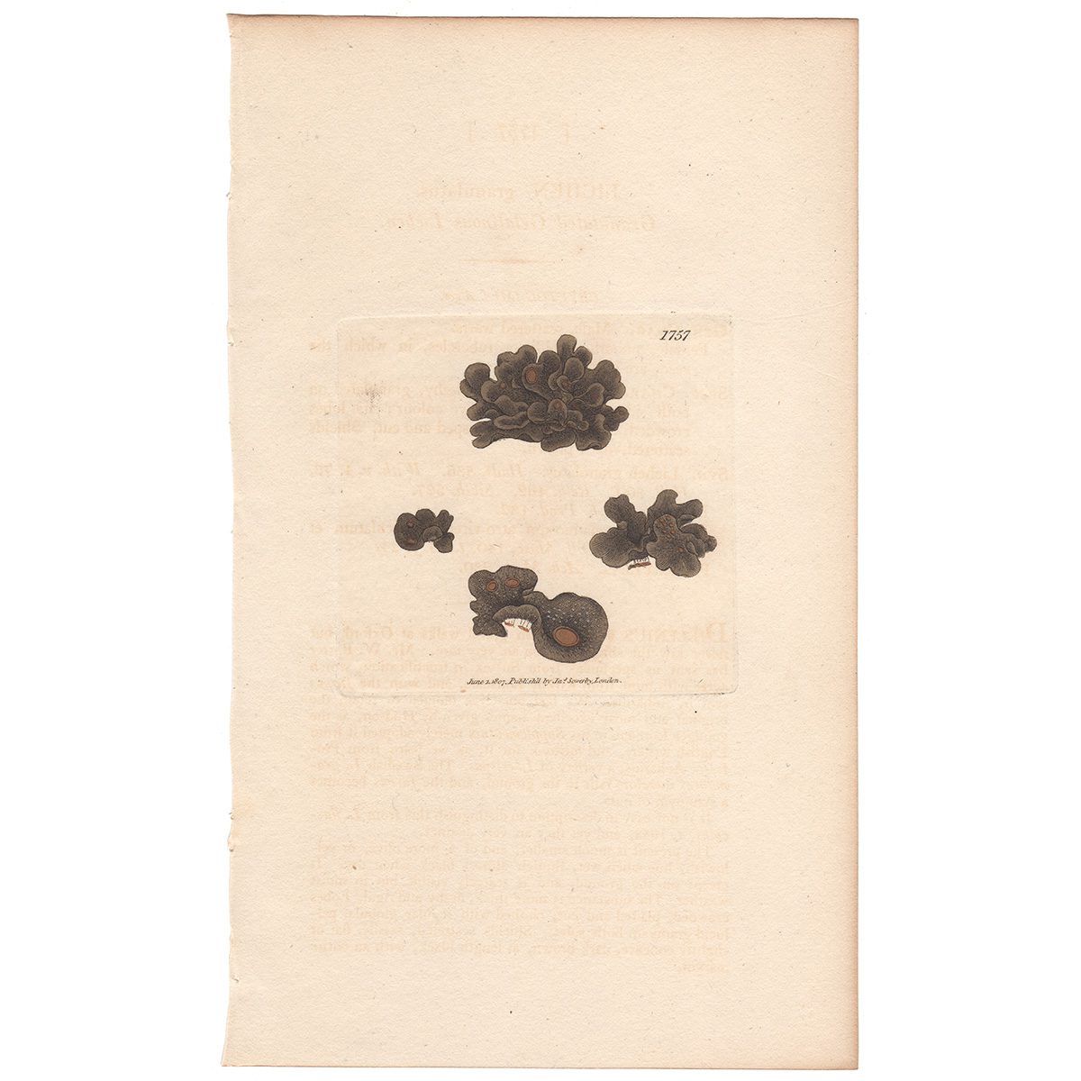 Sowerby Botany Plate 1757 Granulated Gelatinous Lichen