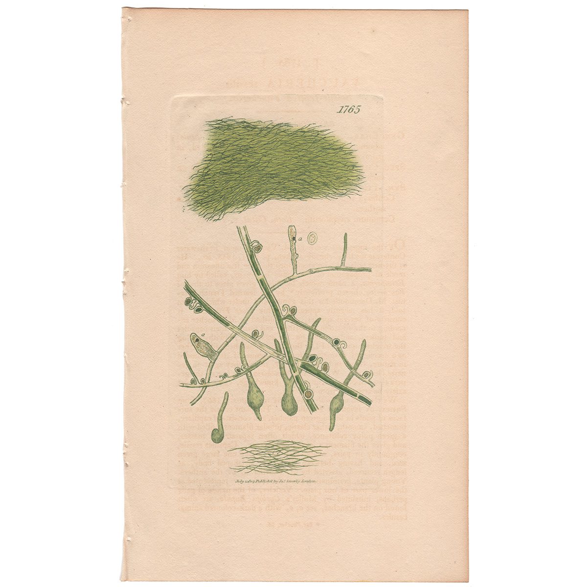 Sowerby Botany Plate 1765 Sessile-fruited Vaucheria