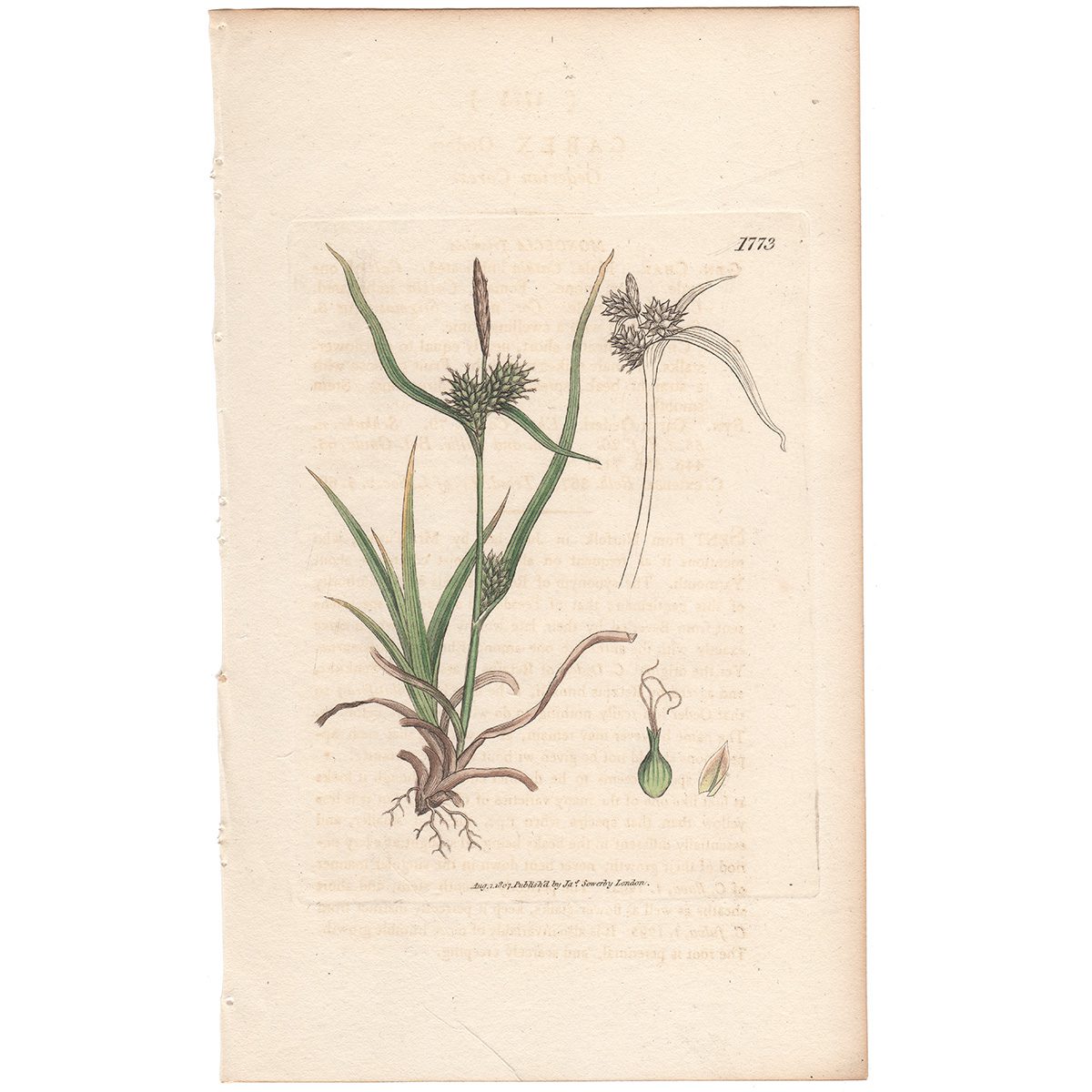 Sowerby Botany Plate 1773 Oederian Carex