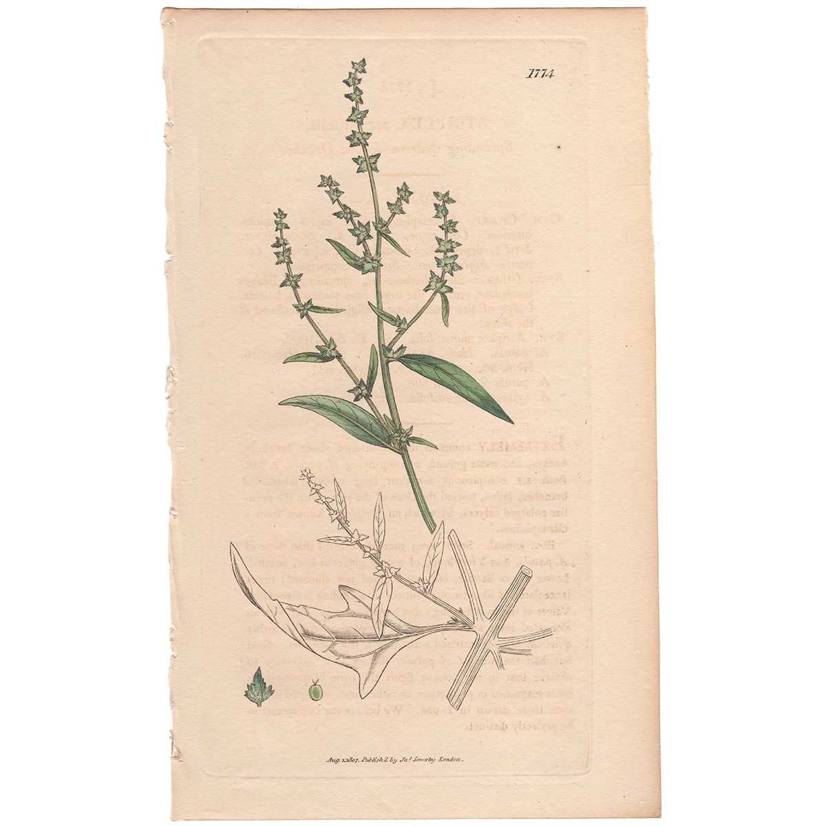 Sowerby Botany Plate 1774 Spreading Narrow-leaved Orache
