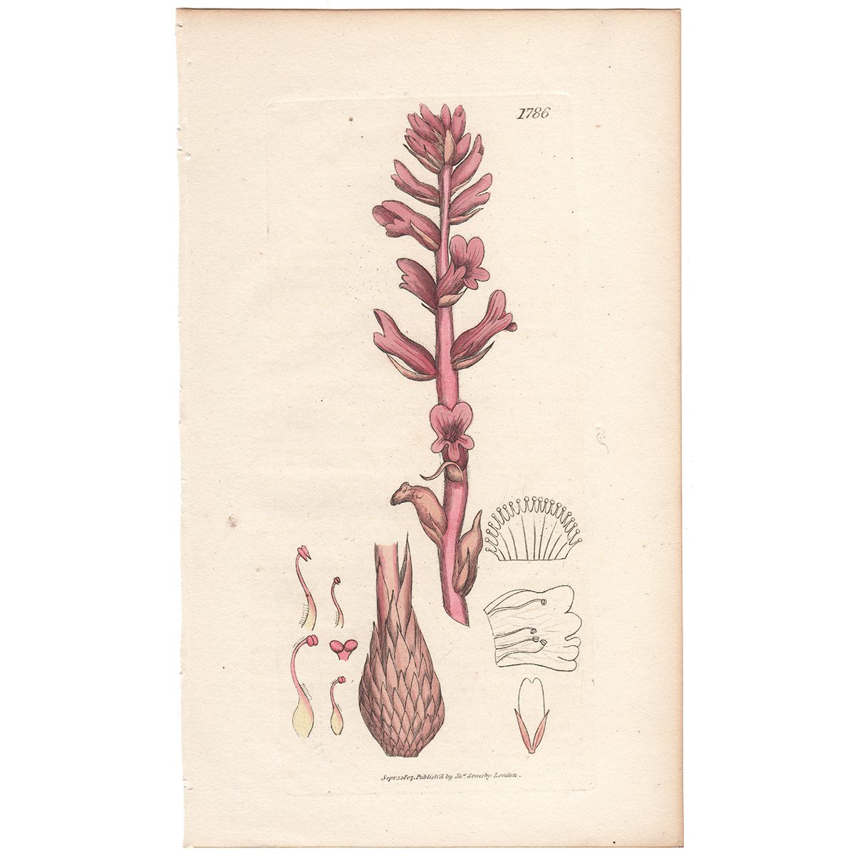 Sowerby Botany Plate 1786 Red Fragrant Broom-rape