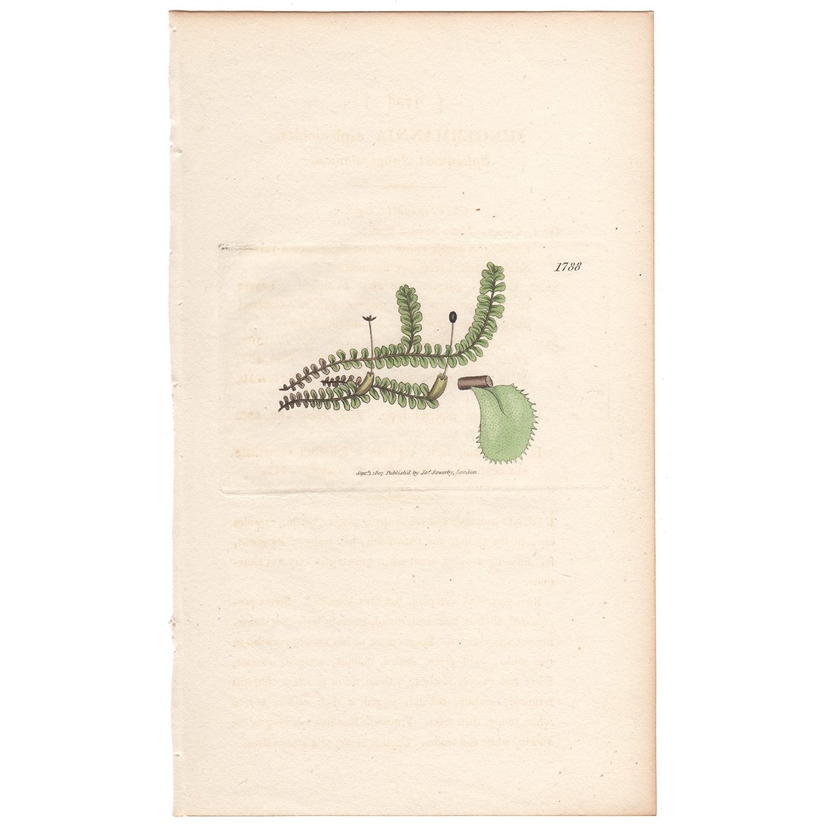 Sowerby Botany Plate 1788 Spleenwort Jungermannia
