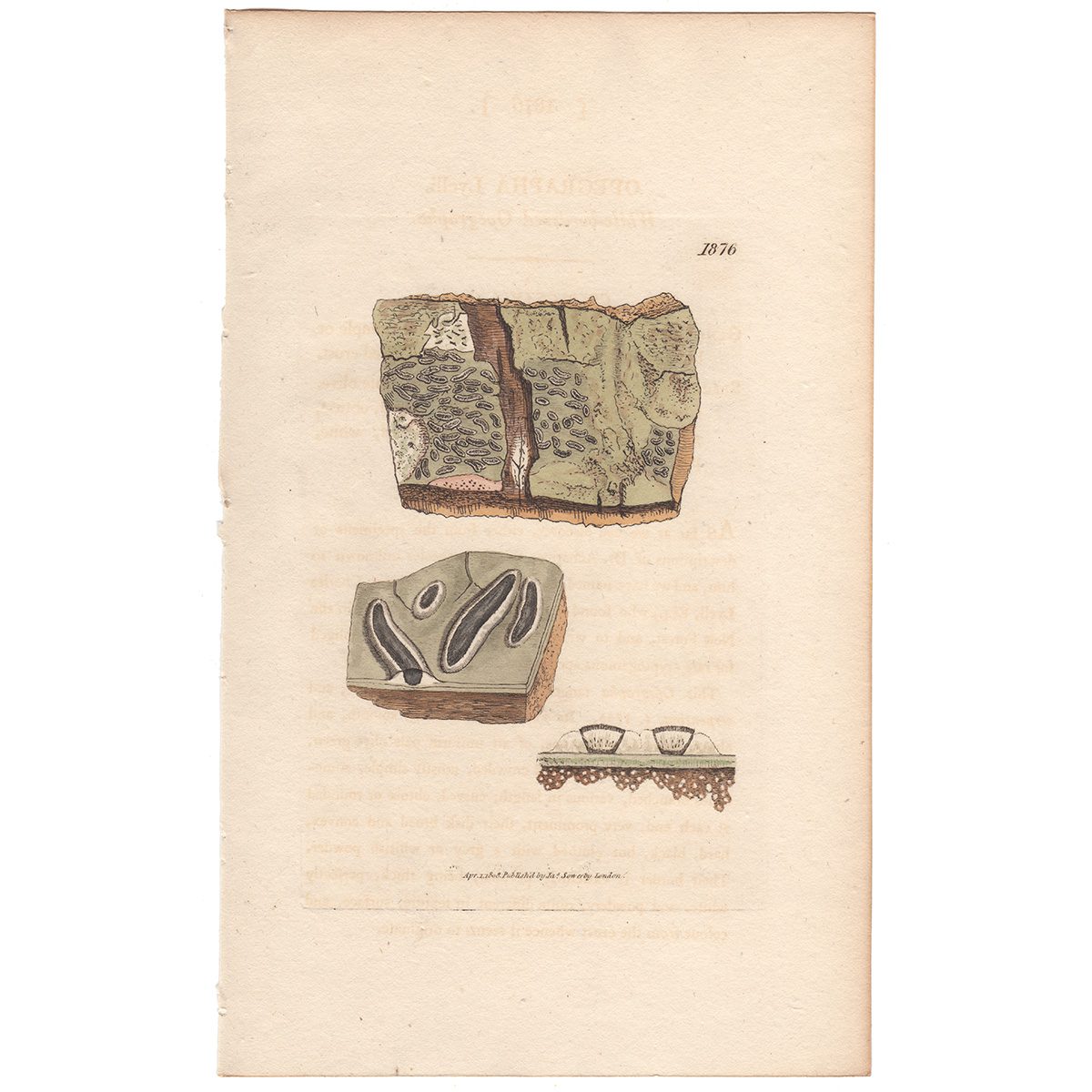Sowerby Botany Plate 1876 White-bordered Opegrapha