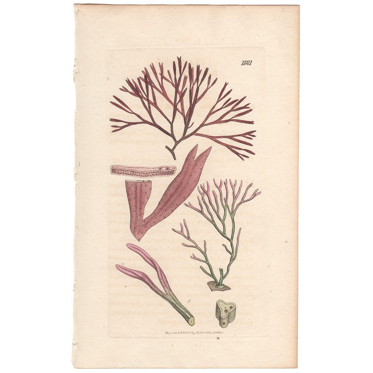 Sowerby Botany Plate 1881 Reddish Forked Laver