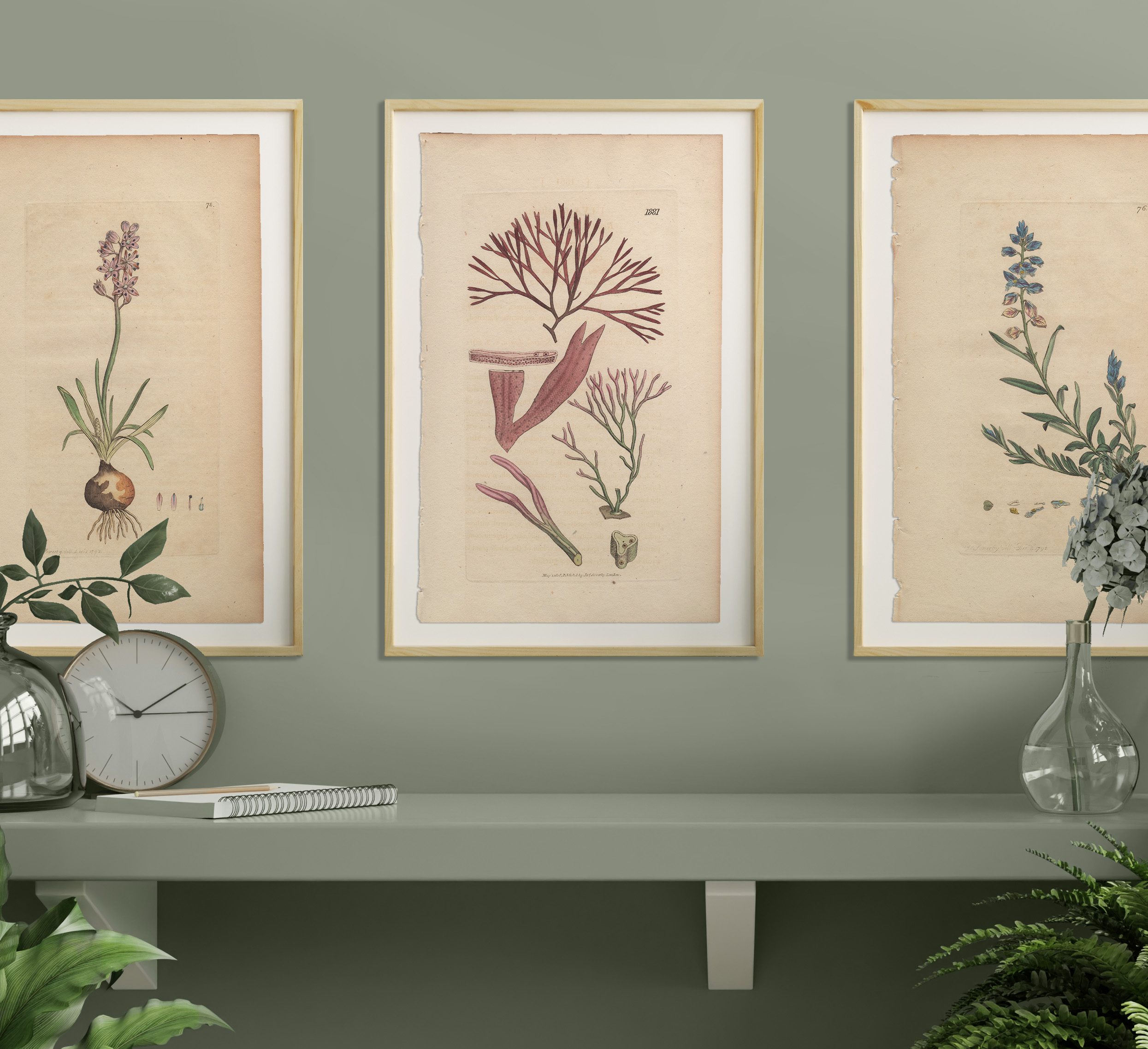 Sowerby Botany Plate 1881 Reddish Forked Laver - Image 4