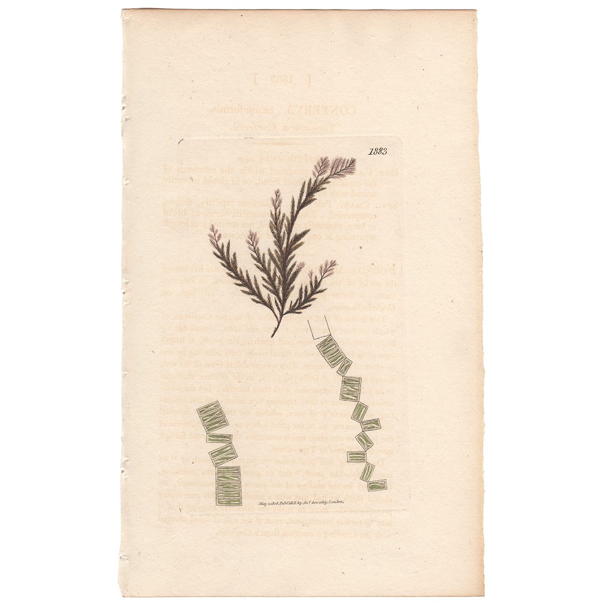 Sowerby Botany Plate 1883 Tape-worm Conferva