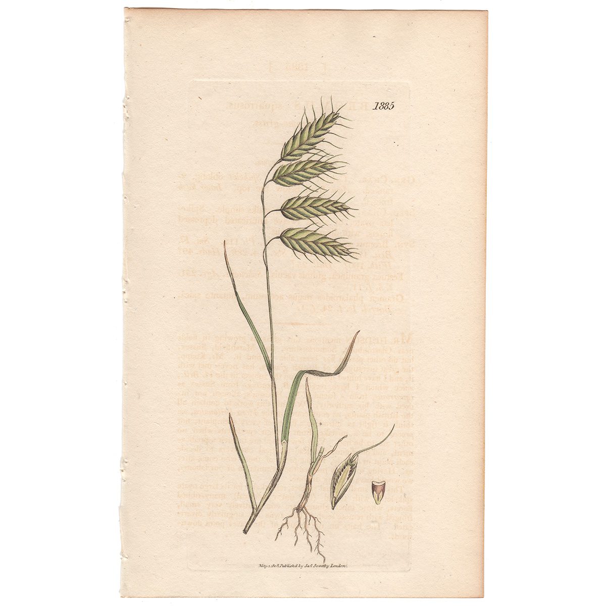 Sowerby Botany Plate 1885 Corn Brome-grass