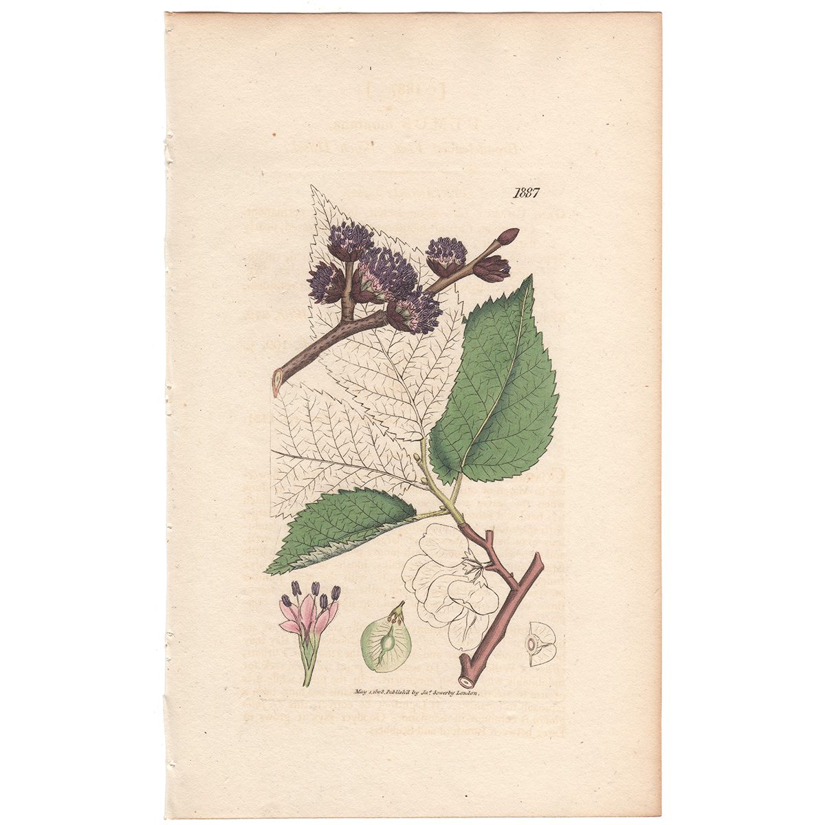 Sowerby Botany Plate 1887 Broad-leaved Elm Wych Hasel