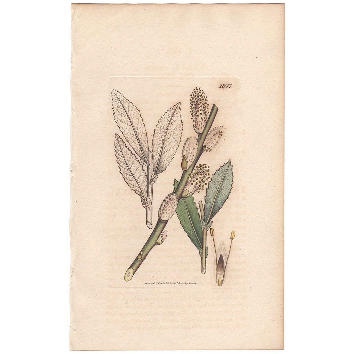 Sowerby Botany Plate 1897 Grey Willow